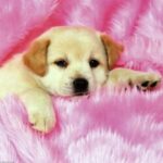 Profile photo of Hitha